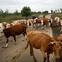Economic woes sour prospects for China's dairy farmers | News