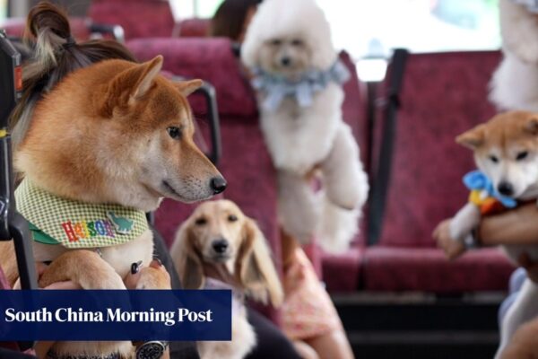 Hairy adventure: how pet-friendly is Hong Kong’s public transport?