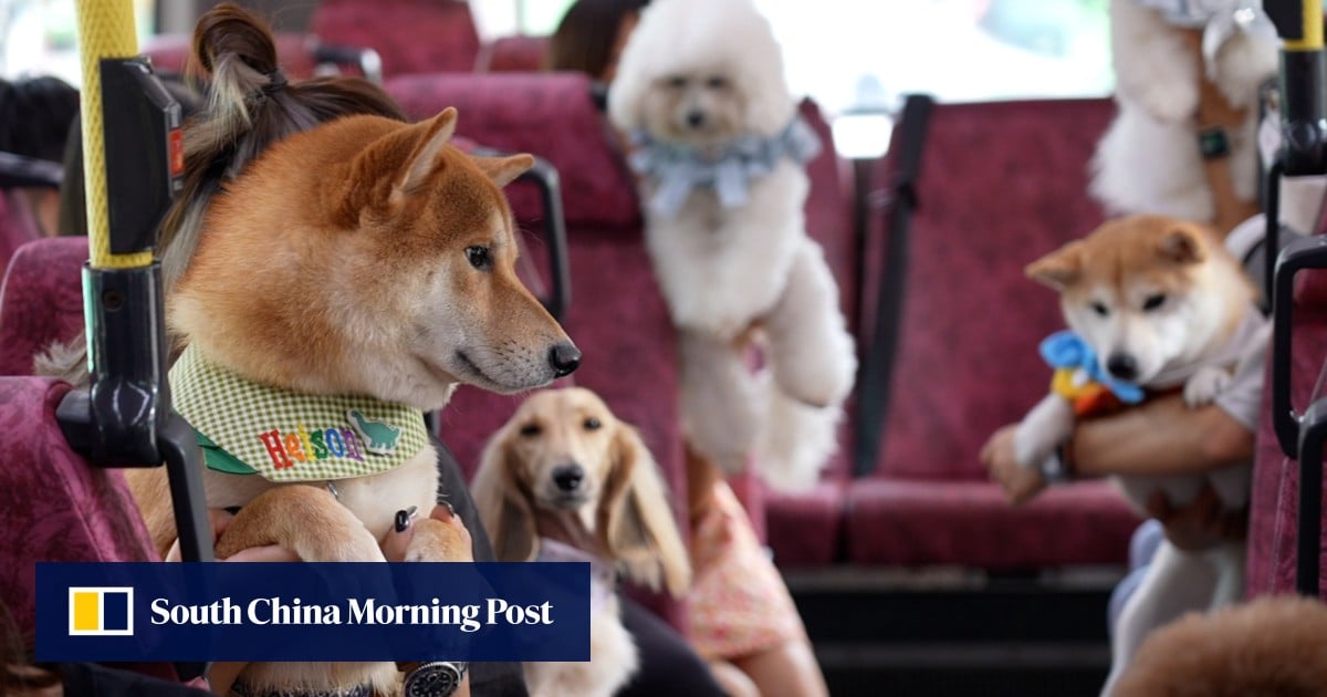 Hairy adventure: how pet-friendly is Hong Kong’s public transport?