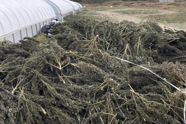 Company vows to sue over damages after New Mexico authorities destroy cannabis crops