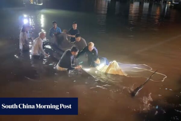 Rescue under way for stranded whale off Lantau waters in Hong Kong