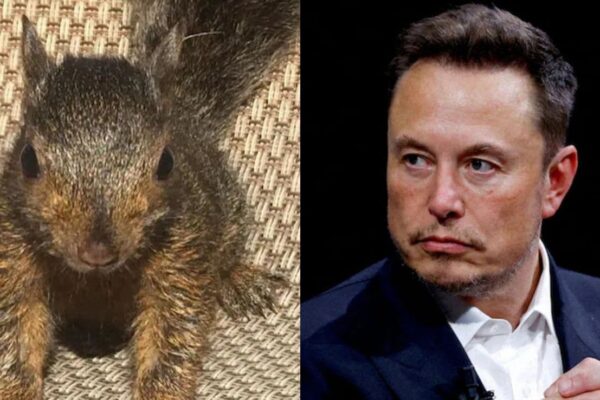 Elon Musk After Celebrity Squirrel Peanut's Euthanasia