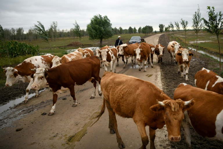 Economic Woes Sour Prospects For China's Dairy Farmers