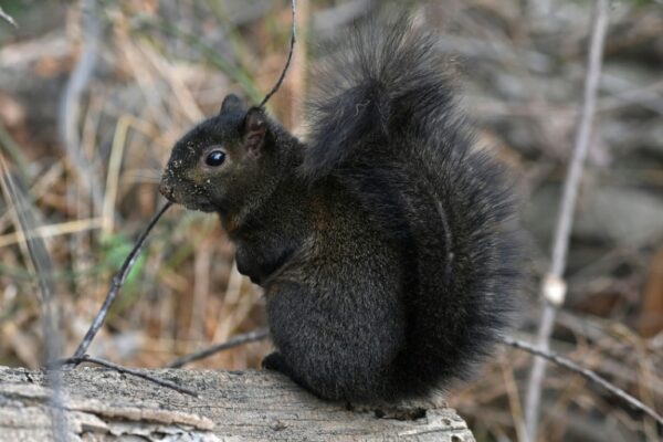 Squirrel Kerfuffle: Trump's Comment On Peanut Is Fake News