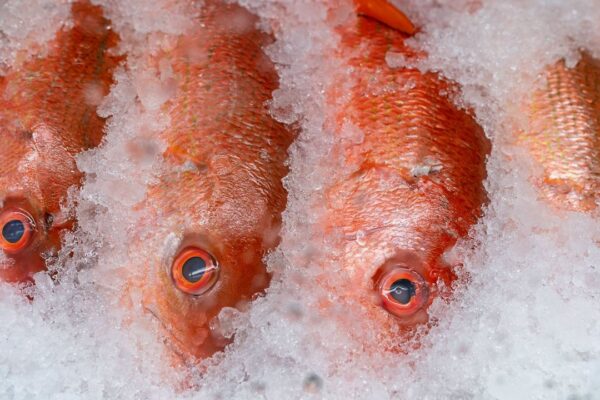 Red snapper is displayed for sale at the Eastern Market on Capitol Hill in Washington on Nov. 11, 2021. Anglers will be able to go after red snapper off Louisiana for eight more days, starting at 12:01 a.m. Friday, Oct. 7, 2022. (AP Photo/J. Scott Applewhite, File)