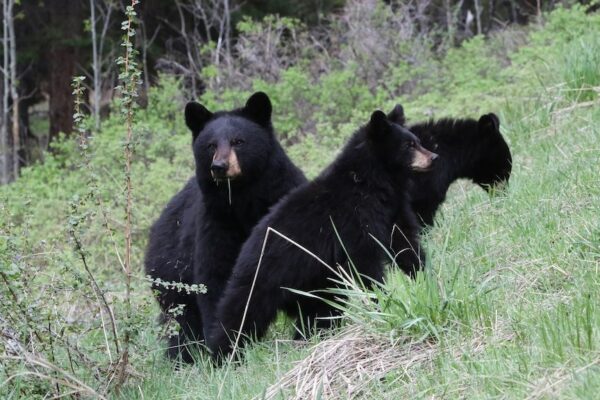 Maryland hunters go the extra mile to illegally bait bears