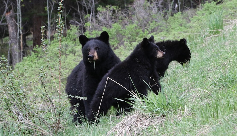 Maryland hunters go the extra mile to illegally bait bears