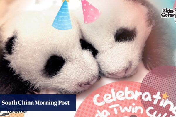 Panda Watch: Hong Kong’s twin cubs ready for 100-day milestone, with festivities planned