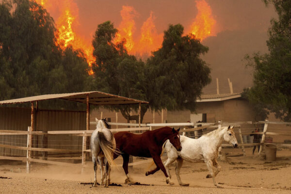 Wildfire scorches 20,000 acres in Southern California, destroying more than 130 structures