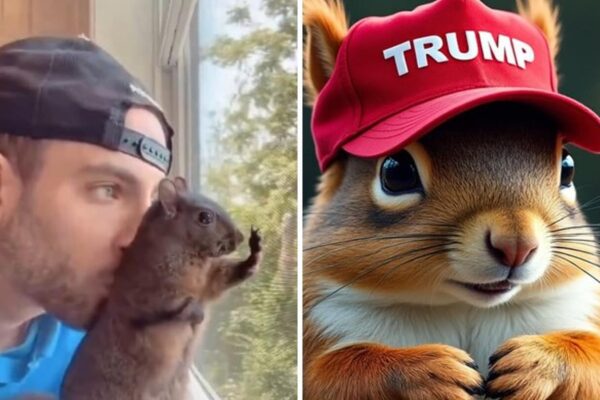 Who was Peanut? Huge row erupts in US as social media star squirrel euthanised; MAGA converts tragedy into election ploy