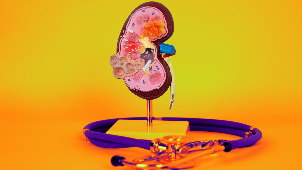 Kidney Health Made Easy: 13 Essential Foods to Protect Your Function