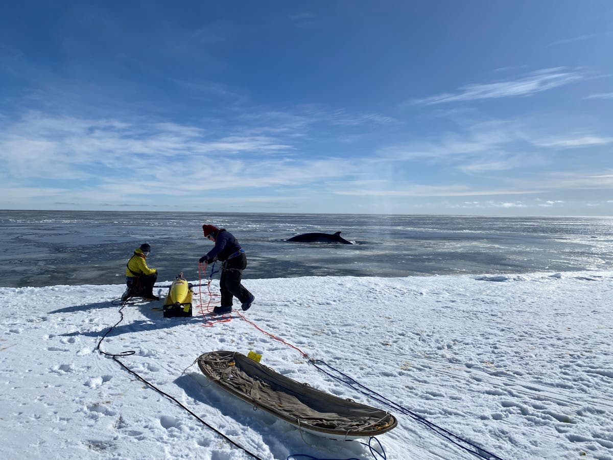 A robot got stuck under Antarctic ice years ago. Its data has now revealed an even bigger problem