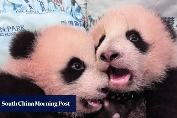 Panda Watch: Hong Kong’s twin cubs weigh 40 times more than at birth