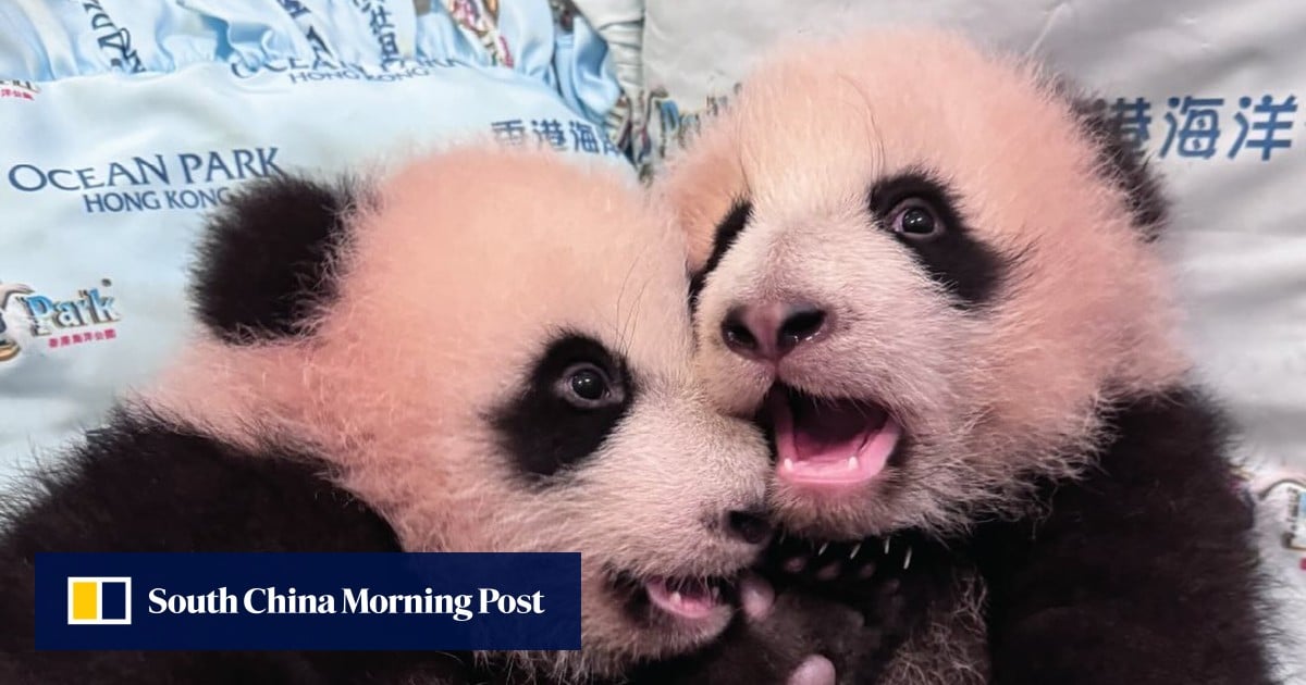 Panda Watch: Hong Kong’s twin cubs weigh 40 times more than at birth