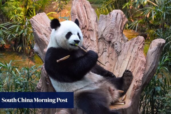 Developing | Let’s call them… An An and Ke Ke! Hong Kong retains names of Beijing-gifted pandas