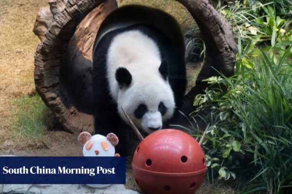 Hong Kong sticks with names An An and Ke Ke for Beijing-gifted pandas