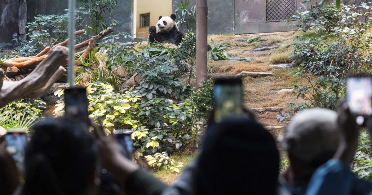 Hong Kong Pandas | World