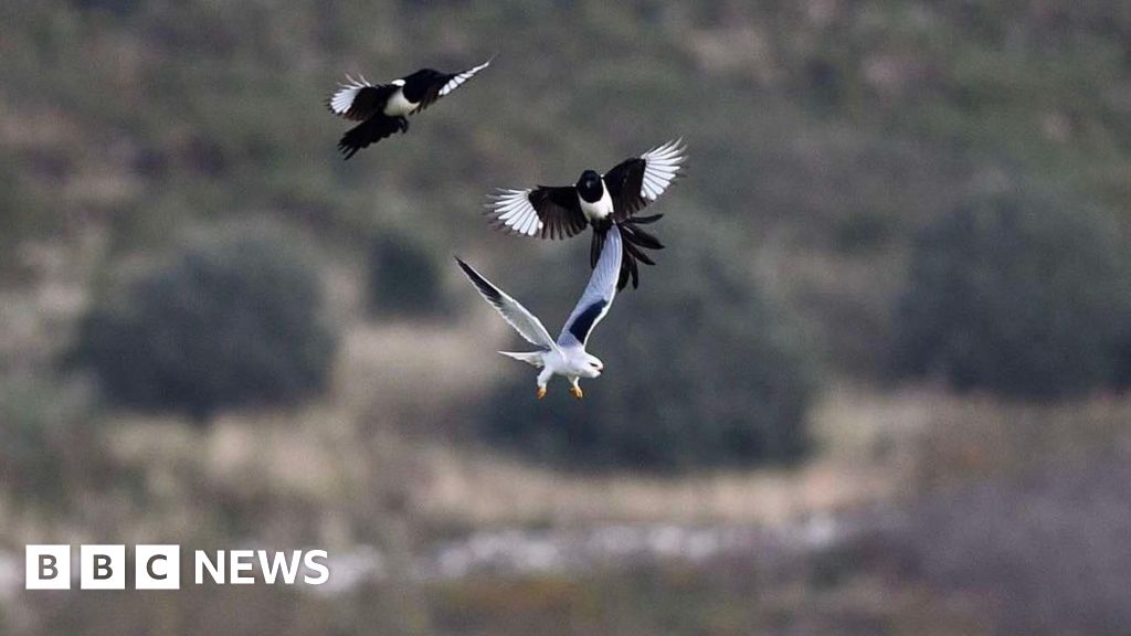 Rare black-winged kite spotted in Jersey