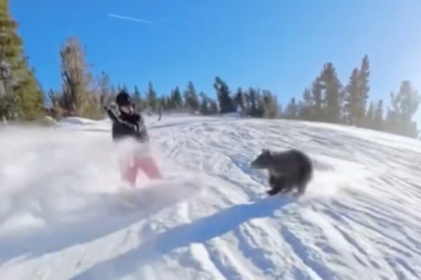 Bear Collides With Snowboarder at Prominent California Ski Resort