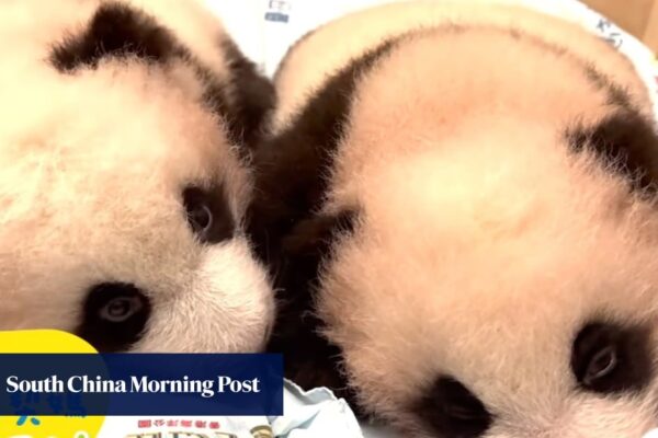 Hong Kong’s panda twin cubs will be given ‘caring training’ at 2 to 3 years old