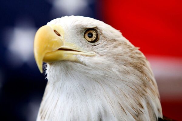 Uncle Sam, a 25-year-old bald eagle, sits on his perch in front of a U.S. flag before the Extreme Raptors Show at the Permian Basin Fair in the Ector County Coliseum fairgrounds in Odessa, Texas, on Wednesday Sept. 11, 2013. (Edyta Blaszczyk/Odessa American via AP)