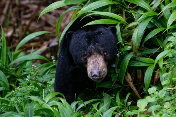 Wild Sun Bear.