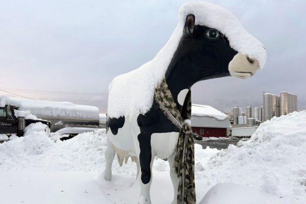 Snow on a cow statue