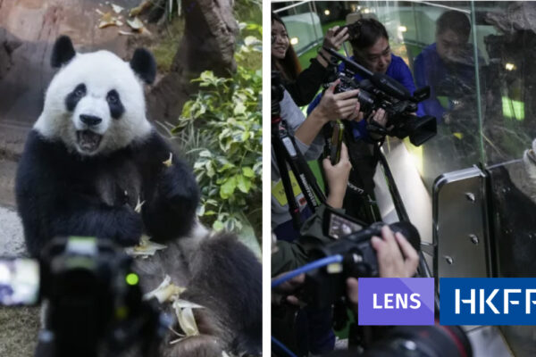 Ocean Park giant pandas gifted by Beijing debut to media