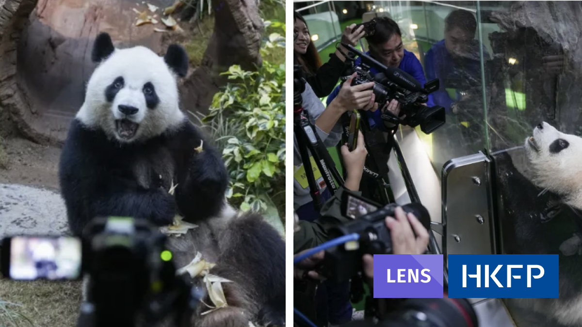 Ocean Park giant pandas gifted by Beijing debut to media