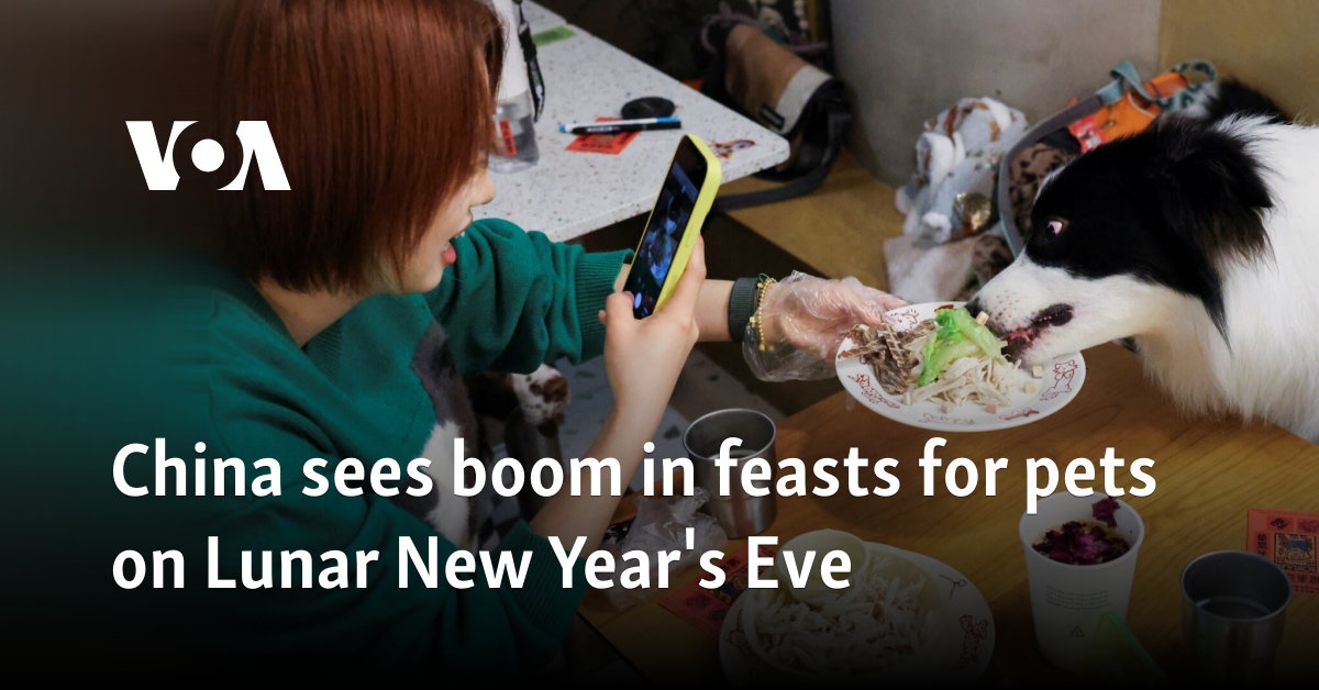 China sees boom in feasts for pets on Lunar New Year's Eve