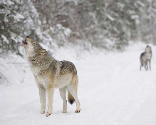 Wolves could expand to eastern US — but might need human help | News, Sports, Jobs