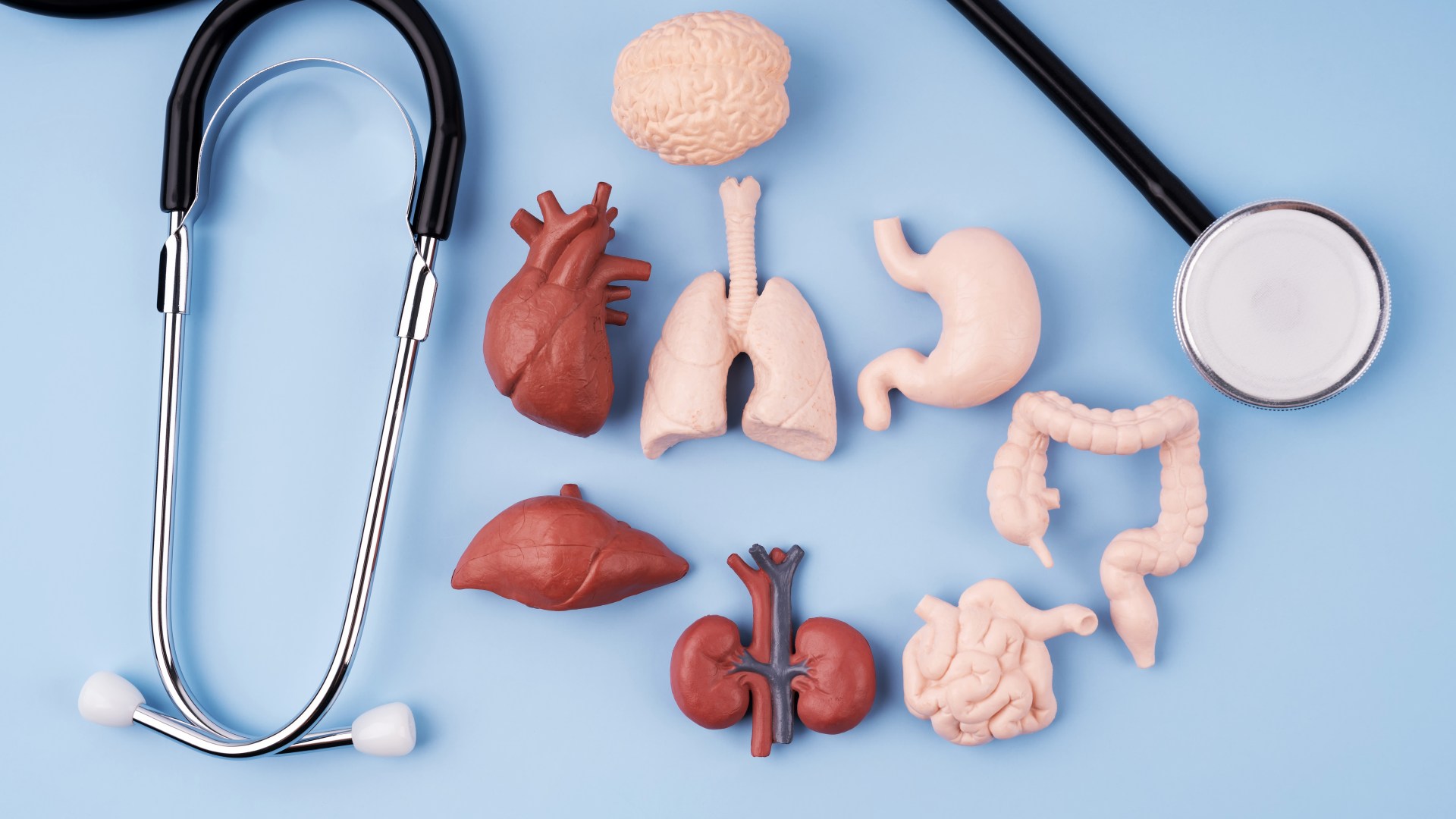 How healthy are your insides? Quiz reveals what your vital organs might look like based on your lifestyle