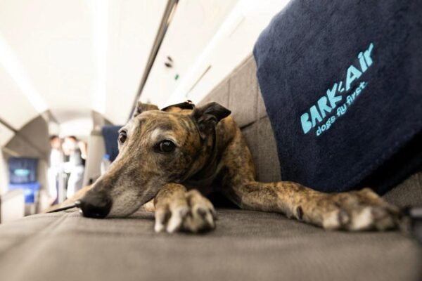 Bark Air: The luxury airline for dogs where human needs come second 