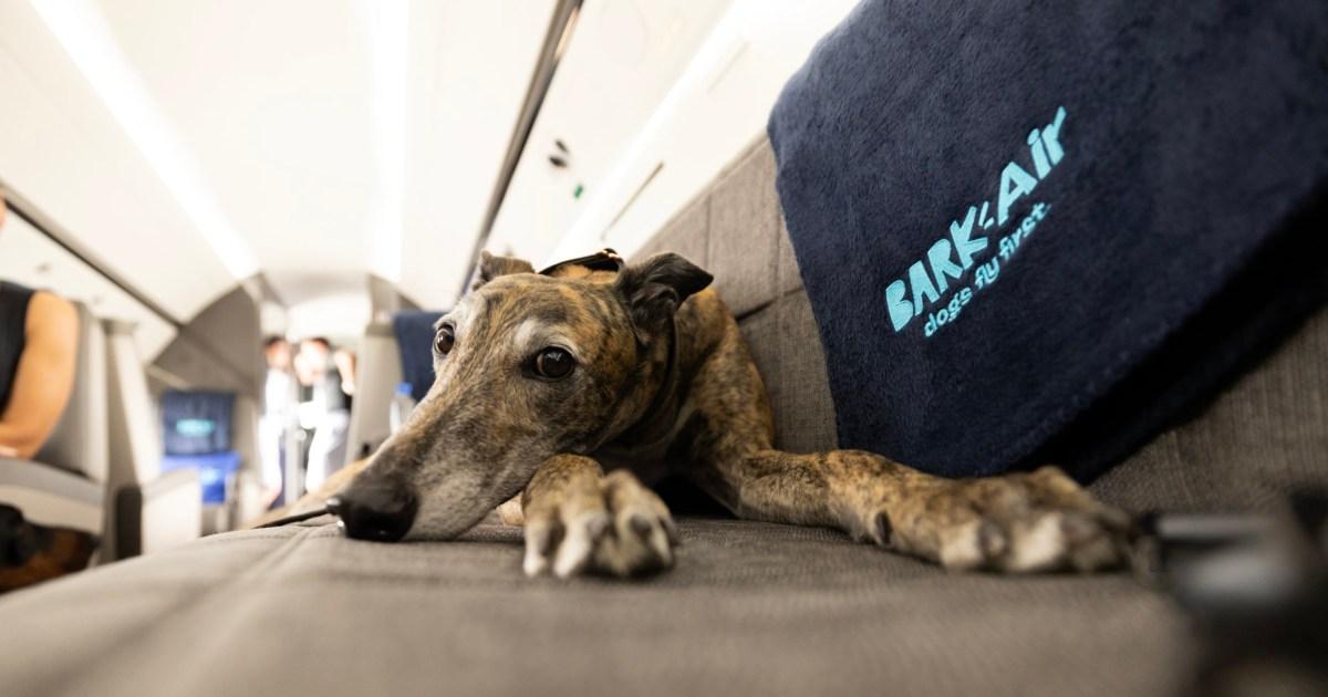 Bark Air: The luxury airline for dogs where human needs come second 