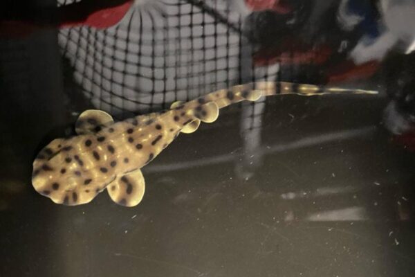 Aquarium welcomes Yoko the baby shark after mystery pregnancy