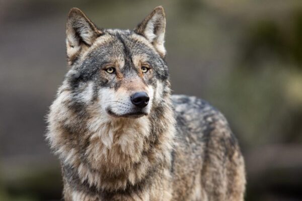 US Fish and Wildlife investigating a third illegal wolf killing in Washington