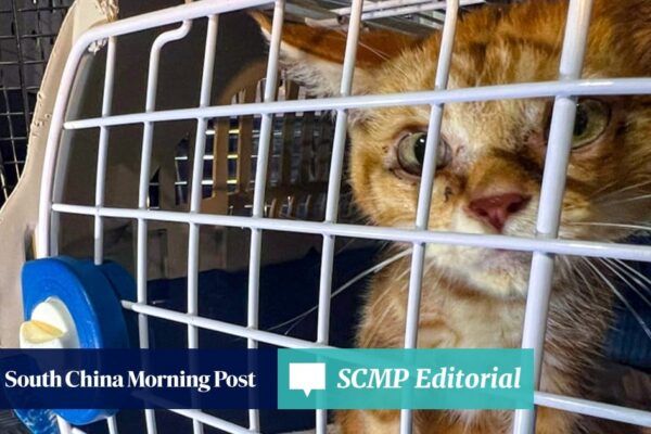 Editorial | Stricter Hong Kong law on animal cruelty long overdue