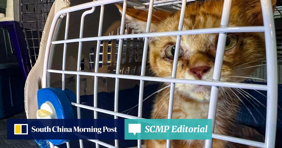 Editorial | Stricter Hong Kong law on animal cruelty long overdue