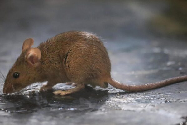 Drug-eating rats invade Houston police evidence room, potentially disrupting hundreds of cases