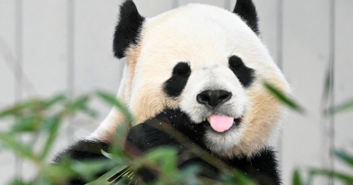 Beloved giant pandas debut to public at National Zoo as historic partnership continues