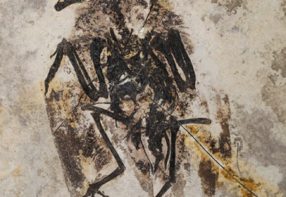 Holotype of Neobohaiornis lamadongensis. Image credit: Shen et al., doi: 10.1038/s41598-024-82869-8.