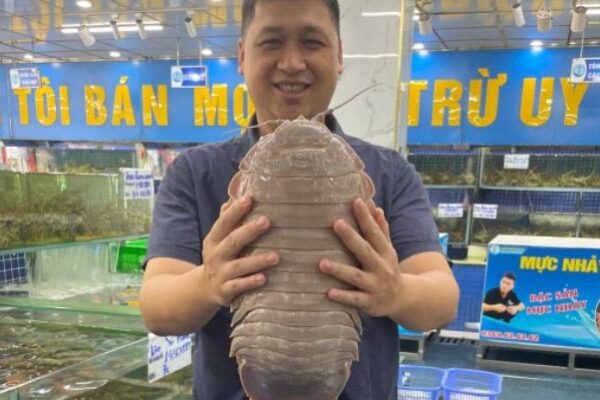 New Species of Giant Isopod Discovered in South China Sea