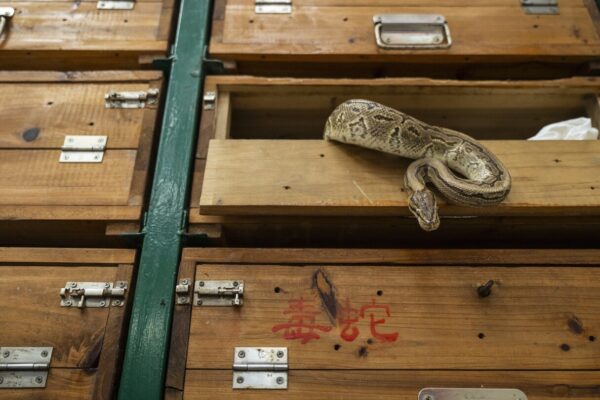 Hong Kong's snake soup is slithering away but still simmers in a decades-old kitchen