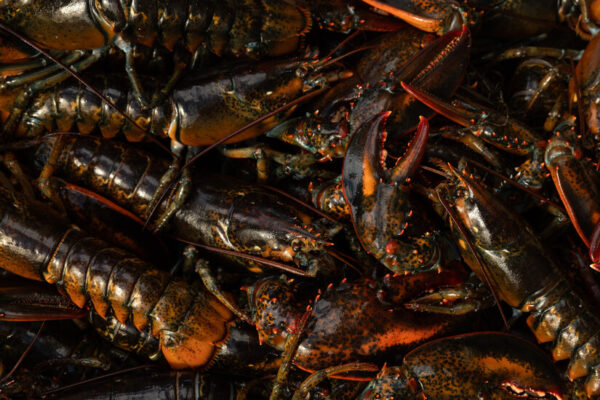 The Dark Side of Canada’s Fight Over Lobster