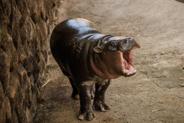 Moo Deng, the Toddler Hippopotamus, Still Has Star Power