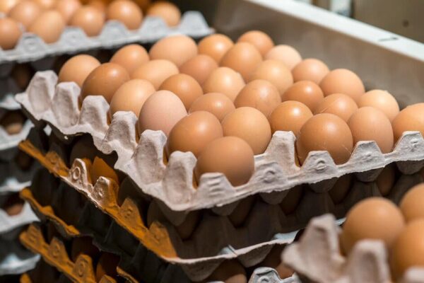 Consumers turn to buying or renting hens as egg prices soar, but it may not help you save