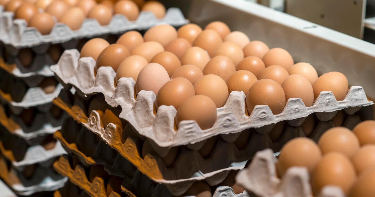 Consumers turn to buying or renting hens as egg prices soar, but it may not help you save