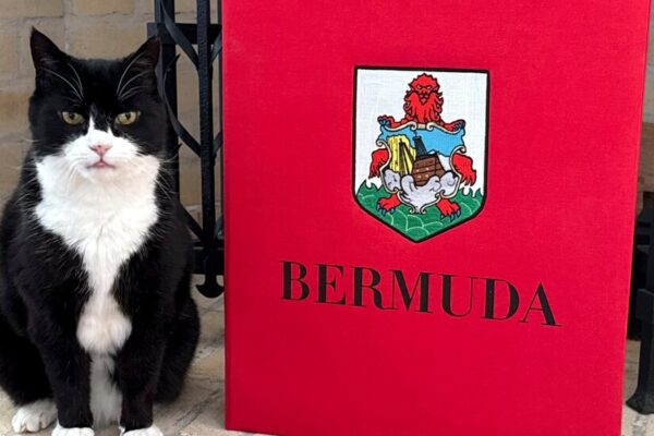 Palmerston, the British Foreign Service Cat, Takes Up New Post in Bermuda