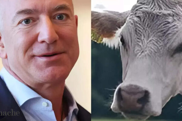 Why is Jeff Bezos spending $9 million on a cow fart vaccine?