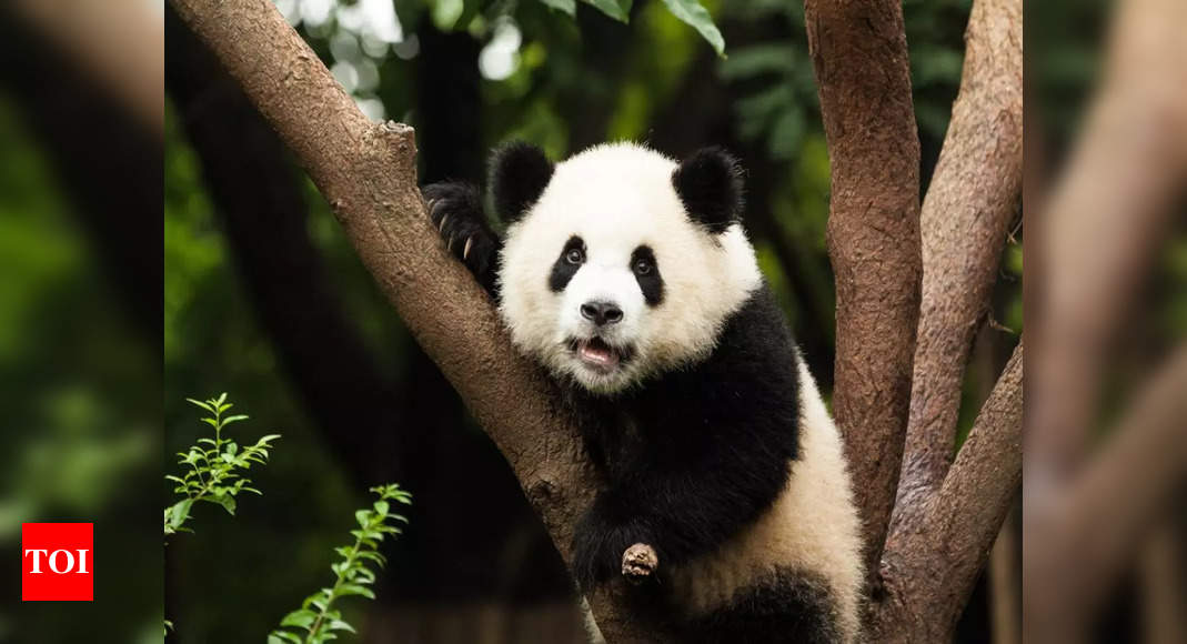 Panda tourism: Hong Kong hopes to boost tourism with debut of six panda cubs